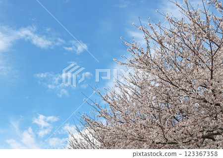 A clear blue sky and cherry blossoms in full bloom 123367358
