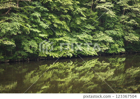 A Serene and Peaceful Reflection of the Lush Green Forest in Crystal Clear Tranquil Water 123367504