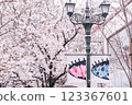 cherry blossom, cherry tree, spring 123367601