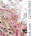 cherry blossom, cherry tree, spring 123367603
