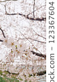 cherry blossom, cherry tree, spring 123367604