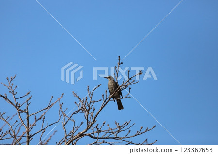 A brown-eared bulbul perched on a cherry tree branch 123367653