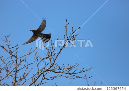 一隻棕耳鵯正在展翅 123367654