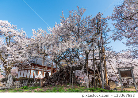 山梨縣北杜市的山高神代櫻花盛開 山梨縣北杜市的山高神代櫻花盛開 123367688