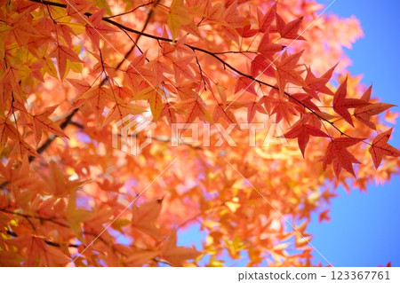 Nara Prefecture, Ikoma City, Shikanodai Central Park, Taiwan Lily of the Valley, Autumn colors 39 Nara Prefecture, Ikoma City, Shikanodai Central Park, Taiwan Lily of the Valley, Autumn colors 39 123367761