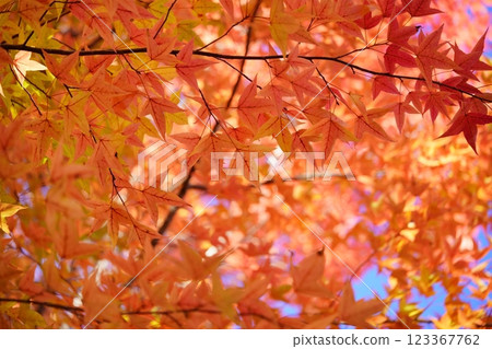 Nara Prefecture, Ikoma City, Shikanodai Central Park, Taiwan Lily of the Valley, Autumn Leaves 38 123367762