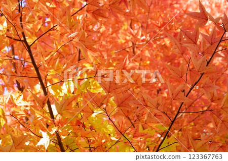 Nara Prefecture, Ikoma City, Shikanodai Central Park, Taiwan Lily of the Valley Autumn Leaves 36 123367763