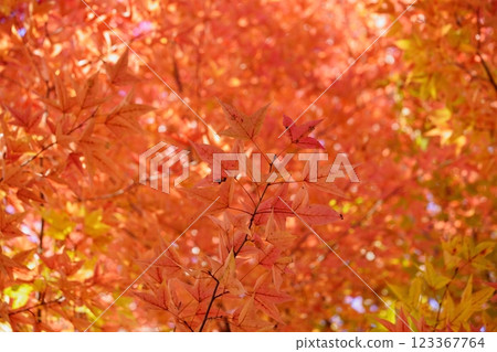 奈良縣生駒市鹿野台中央公園 台灣 鈴蘭秋葉 33 奈良縣生駒市鹿野台中央公園 台灣 鈴蘭秋葉 33 123367764