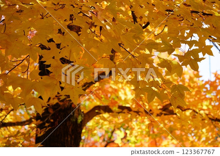 Nara Prefecture, Ikoma City, Shikanodai Central Park, Taiwan Lily of the Valley Autumn Leaves 26 Nara Prefecture, Ikoma City, Shikanodai Central Park, Taiwan Lily of the Valley Autumn Leaves 26 123367767