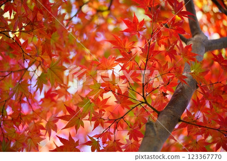 奈良郡生駒市鹿野台中央公園錦楓樹29棵 奈良郡生駒市鹿野台中央公園錦楓樹29棵 123367770