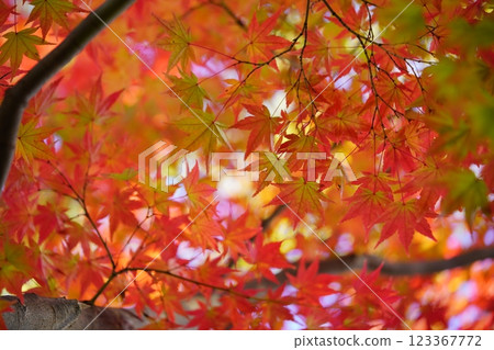 奈良郡生駒市鹿野台中央公園錦楓樹25棵 123367772