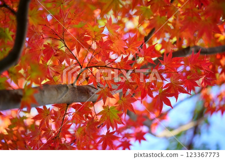 奈良郡生駒市鹿野台中央公園錦楓樹24棵 123367773
