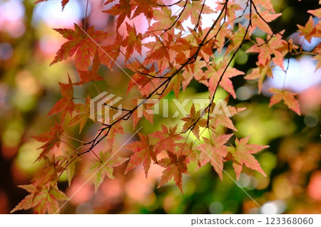 Autumn leaves Autumn leaves 123368060