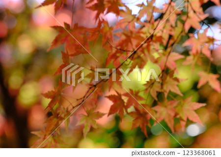 Autumn leaves 123368061