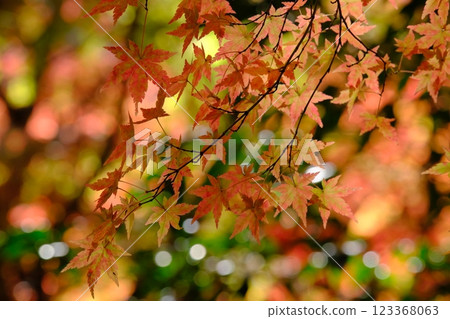 Autumn leaves 123368063