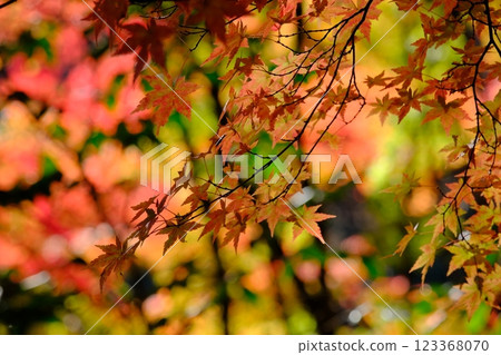 秋天的落葉 秋天的落葉 123368070