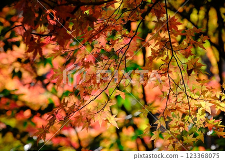 Autumn leaves Autumn leaves 123368075