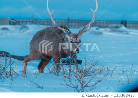 流冰殘存的海邊出現了一隻梅花鹿 流冰殘存的海邊出現了一隻梅花鹿 123368453