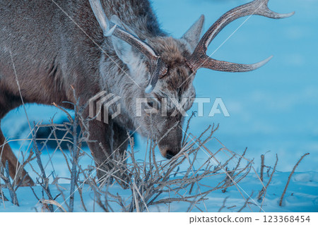 流冰殘存的海邊出現了一隻梅花鹿 123368454