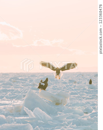 白尾海鵰和虎頭海鵰在流冰上飛翔 白尾海鵰和虎頭海鵰在流冰上飛翔 123368476