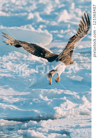 White-tailed and Steller's sea eagles flying over drift ice 123368487