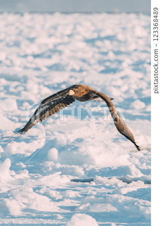White-tailed and Steller's sea eagles flying over drift ice White-tailed and Steller's sea eagles flying over drift ice 123368489