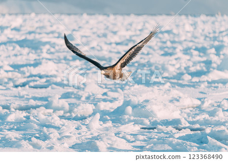 White-tailed and Steller's sea eagles flying over drift ice 123368490