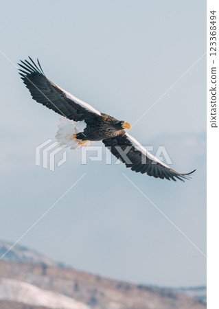 白尾海鵰和虎頭海鵰在流冰上飛翔 123368494