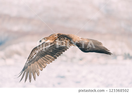 White-tailed and Steller's sea eagles flying over drift ice 123368502