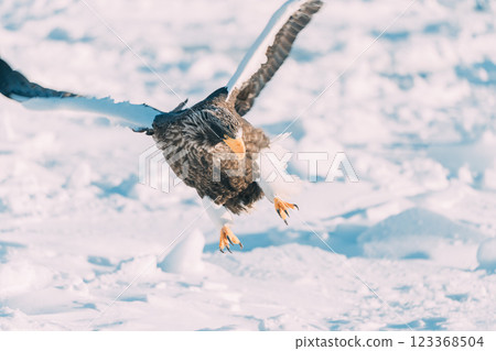 White-tailed and Steller's sea eagles flying over drift ice 123368504