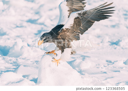 White-tailed and Steller's sea eagles flying over drift ice White-tailed and Steller's sea eagles flying over drift ice 123368505