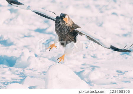 White-tailed and Steller's sea eagles flying over drift ice White-tailed and Steller's sea eagles flying over drift ice 123368506