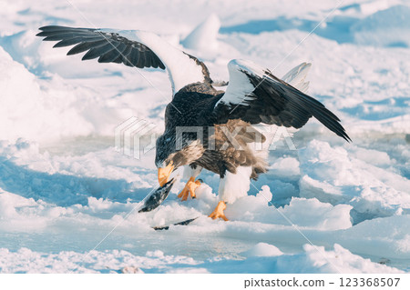 白尾海鵰和虎頭海鵰在流冰上飛翔 白尾海鵰和虎頭海鵰在流冰上飛翔 123368507