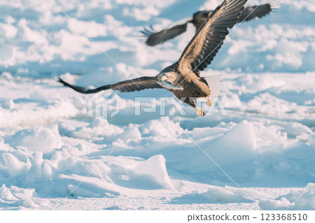 White-tailed and Steller's sea eagles flying over drift ice 123368510