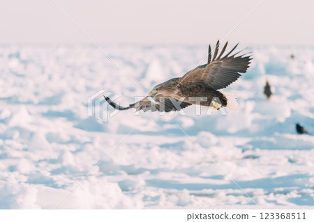 White-tailed and Steller's sea eagles flying over drift ice White-tailed and Steller's sea eagles flying over drift ice 123368511