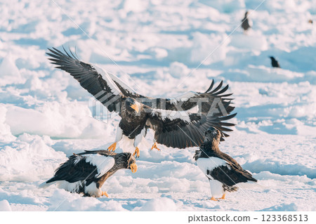 白尾海鵰和虎頭海鵰在流冰上飛翔 123368513