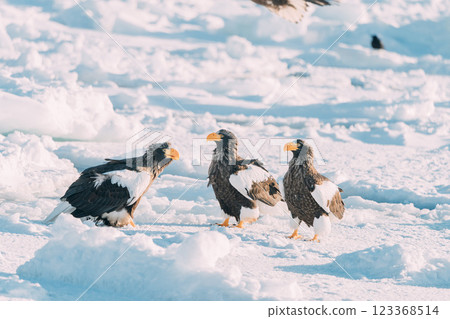 白尾海鵰和虎頭海鵰在流冰上飛翔 123368514