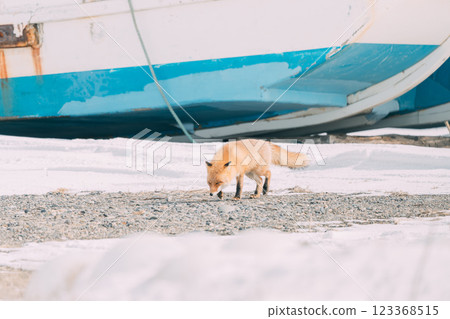 走在冬天森林裡的一隻紅狐狸 123368515