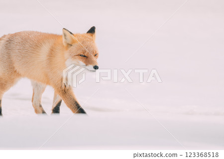 走在冬天森林裡的一隻紅狐狸 123368518