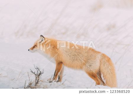 走在冬天森林裡的一隻紅狐狸 走在冬天森林裡的一隻紅狐狸 123368520