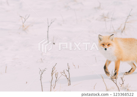 A red fox walking in the winter forest 123368522
