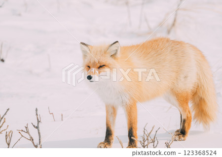 A red fox walking in the winter forest 123368524