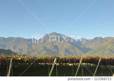 Koshu grapes for winemaking nearing harvest in Hakushu Town, Hokuto City, at the foot of Mount Kaikoma in the Southern Alps 123368713
