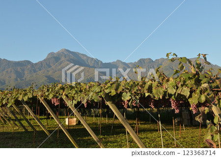 Koshu grapes for winemaking nearing harvest in Hakushu Town, Hokuto City, at the foot of Mount Kaikoma in the Southern Alps 123368714