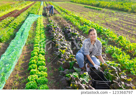 Young woman harvesting red mustard greens on field Young woman harvesting red mustard greens on field 123368797