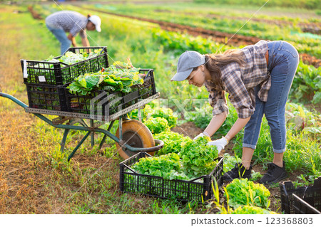 Female farm worker harvesting lettuce on farm field Female farm worker harvesting lettuce on farm field 123368803