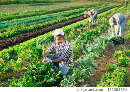 Man works on plantation garden bed, cuts bunches of acelga and puts them in box for transportation 123368804