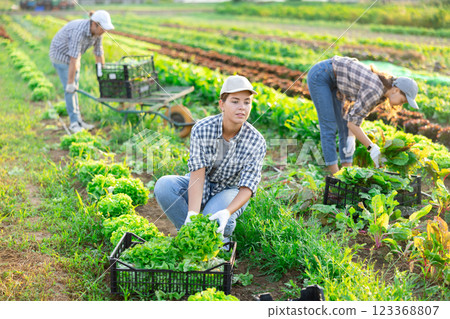 Girl works on plantation cuts bunches of garden cress salad and puts them in box for transportation 123368807