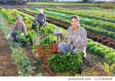 Woman collects crop of chard along with other workers on field 123368809