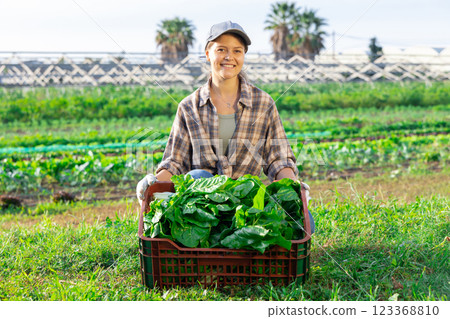 Woman collects crop of chard along with other workers on field 123368810